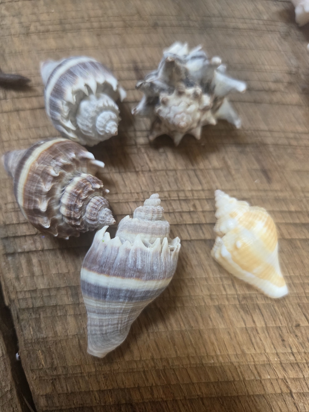 35 Assorted Natural Seashell Personal Collection - Bin R - Picture 2 of 16
